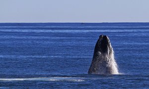 Meet the Marine Big 5 - Gansbaai Daily Blog